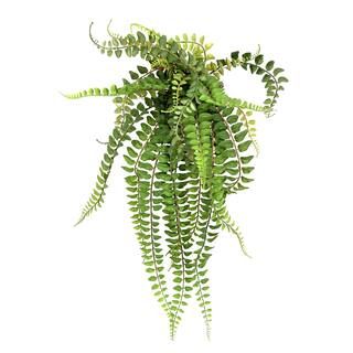 Hanging Fern Plant by Ashland® | Michaels Stores