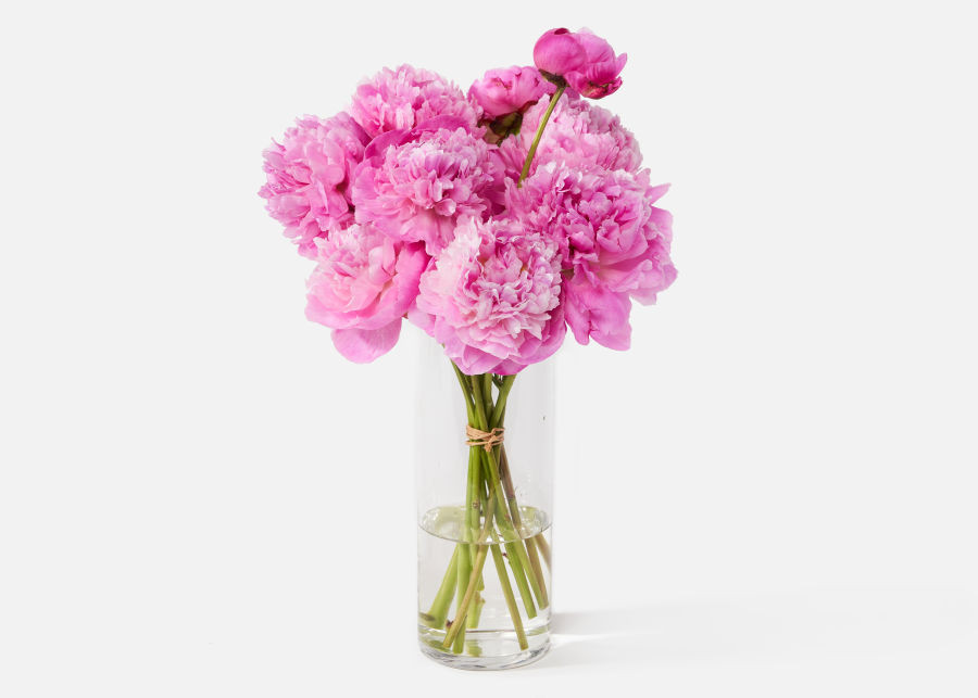 The Peony | UrbanStems