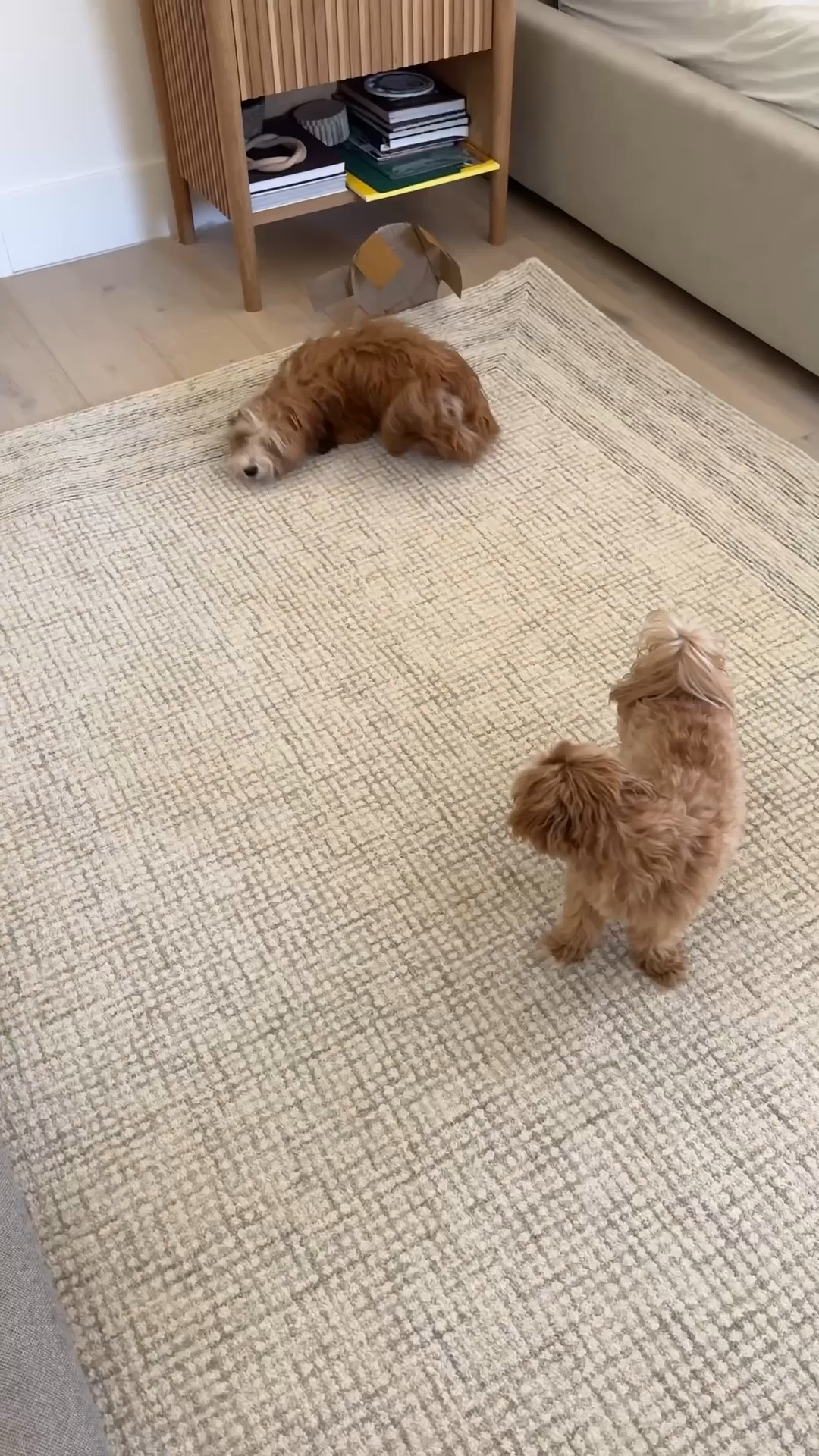 This moving tool is awesome! It has saved us so much moving furniture. It also comes with wheels so you can move the furniture around. Lifesaver! Also love this new rug I got. This is the stone ivory color. Amazon bedroom design, Wayfair neutral rug bed.

#LTKSaleAlert #LTKFindsUnder100 #LTKHome