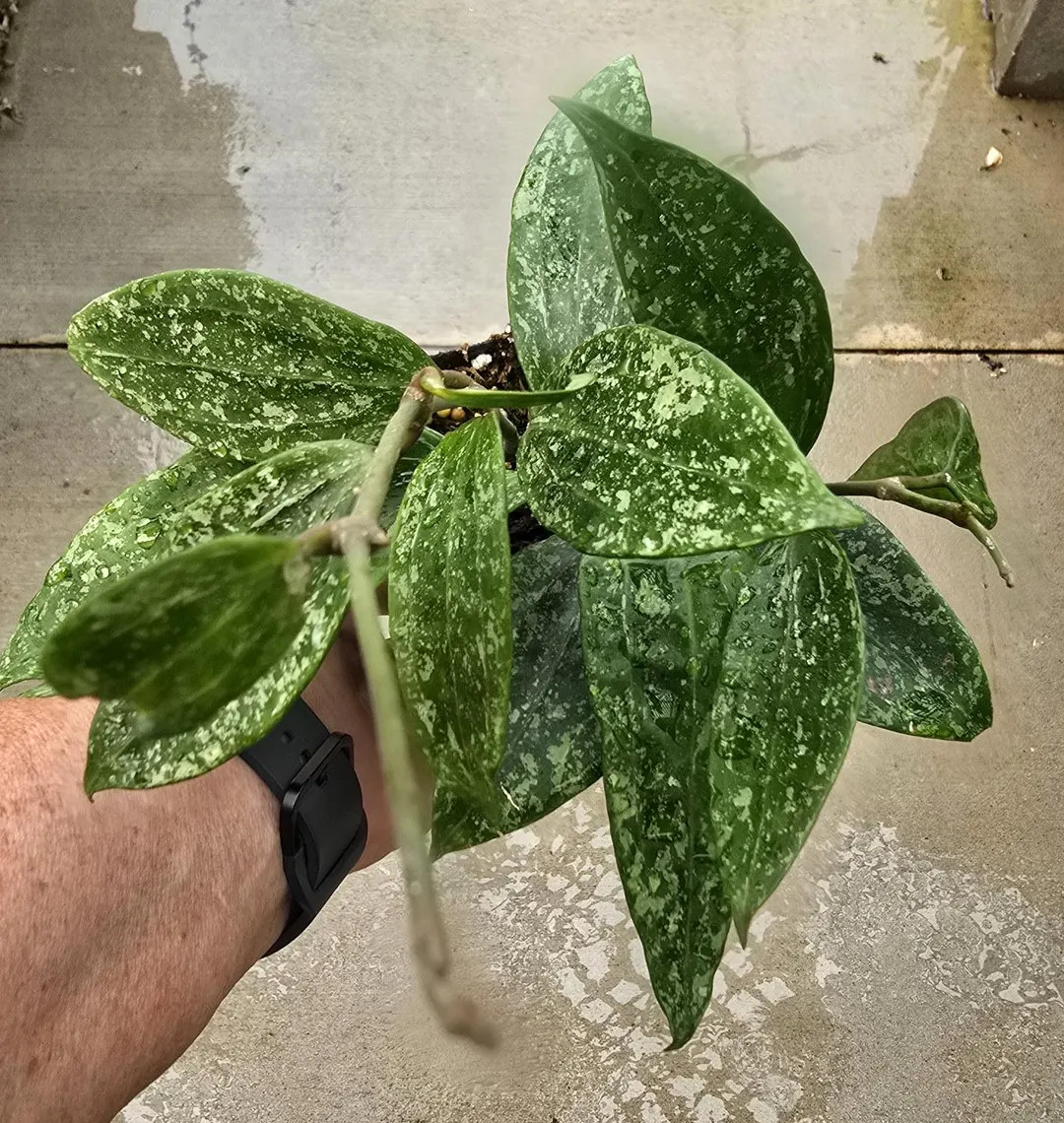 Hoya 'rangsan Splash' - Established Plant - Etsy | Etsy (US)