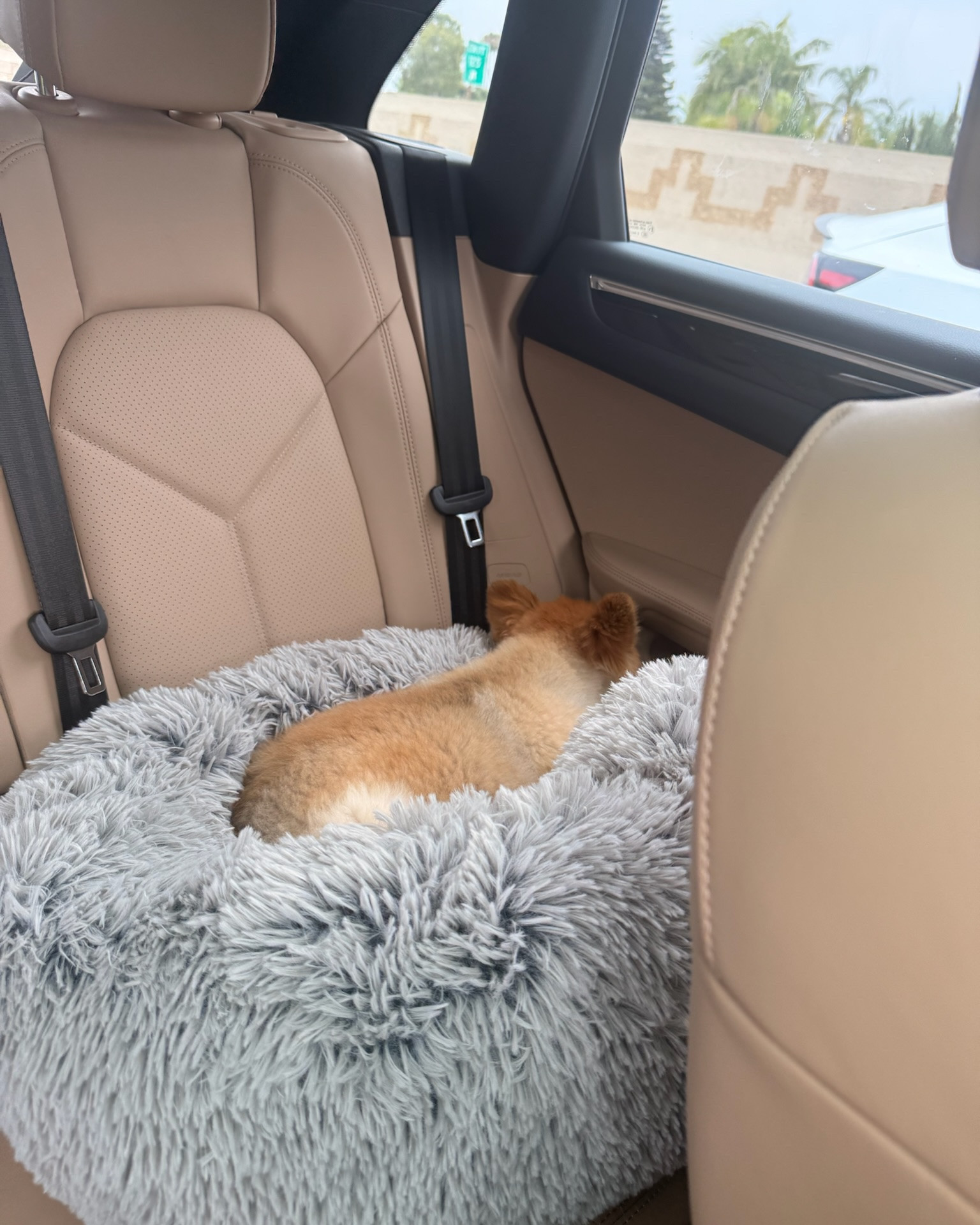 The best dog bed perfect for the car and home! 🐶