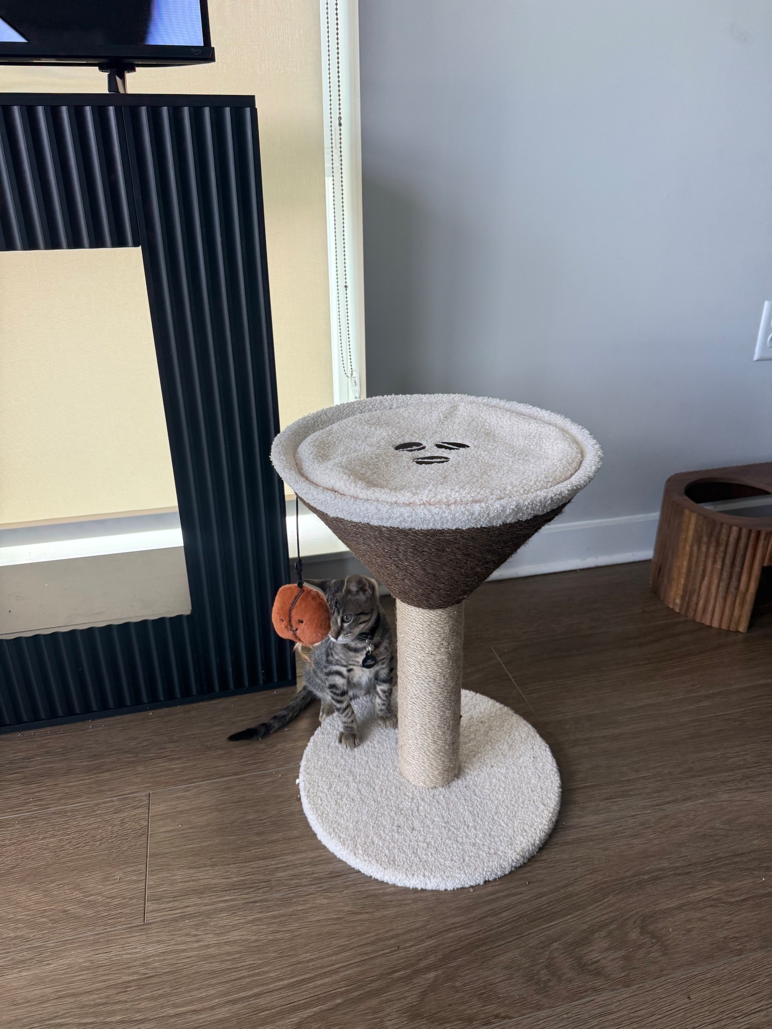 Espresso martini cat scratcher #cattoy #LTKanimals #kitten #cat 

#LTKmomlife #LTKdayinmylife