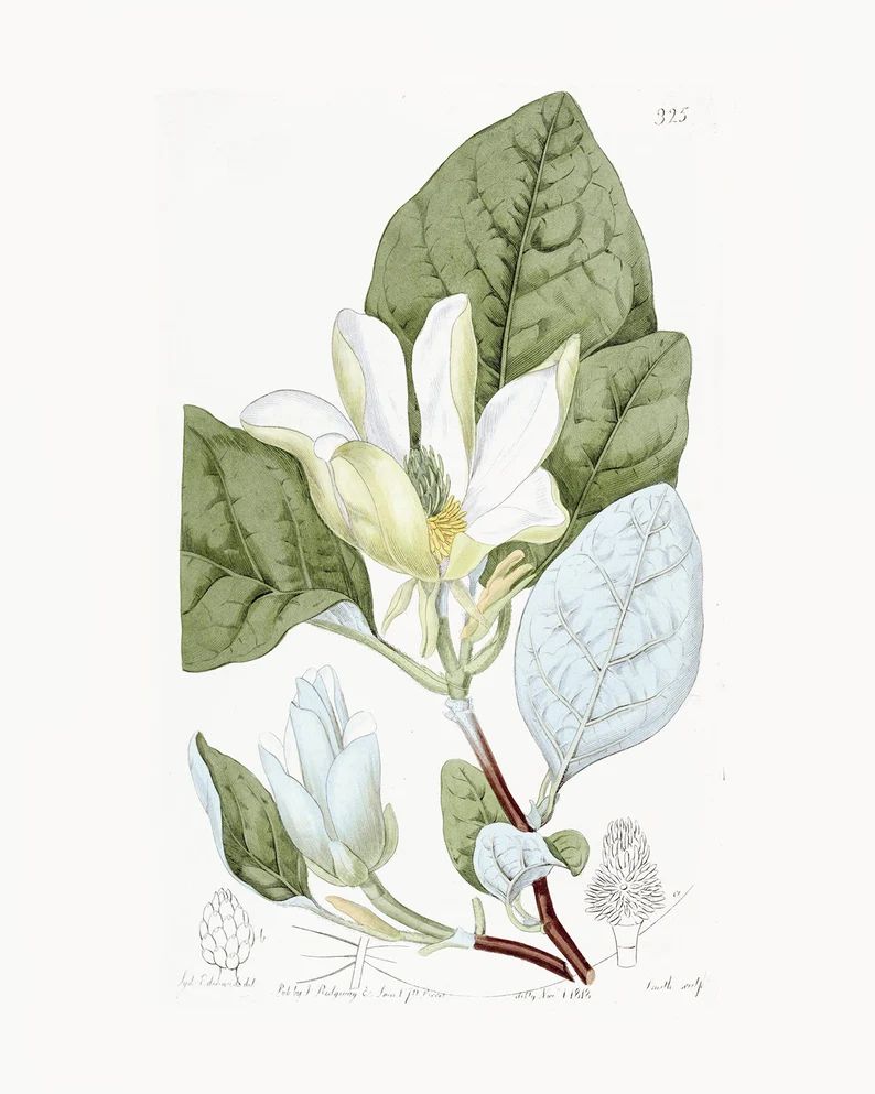 Set of Two White Magnolia Flower Botanical Art Prints / | Etsy | Etsy (US)