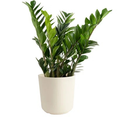 Costa Farms Indoor ZZ Plant Zamioculcas Zamiifolia House Plant in 10-inch Décor Pot | Wayfair North America