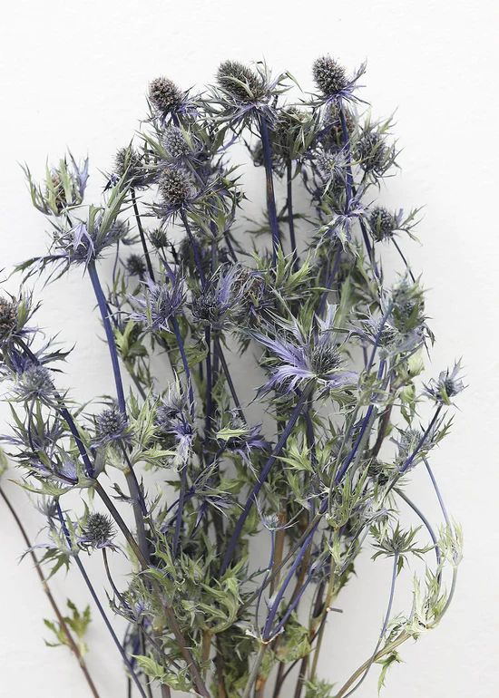 Dried Eryngium Sea Holly Flowers - 15-22 | Afloral (US)