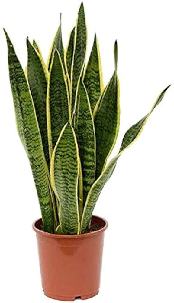 American Plant Exchange Sansevieria Laurentii, Easy Care Air Purifying Live Houseplant, 6" Pot, 1... | Amazon (US)