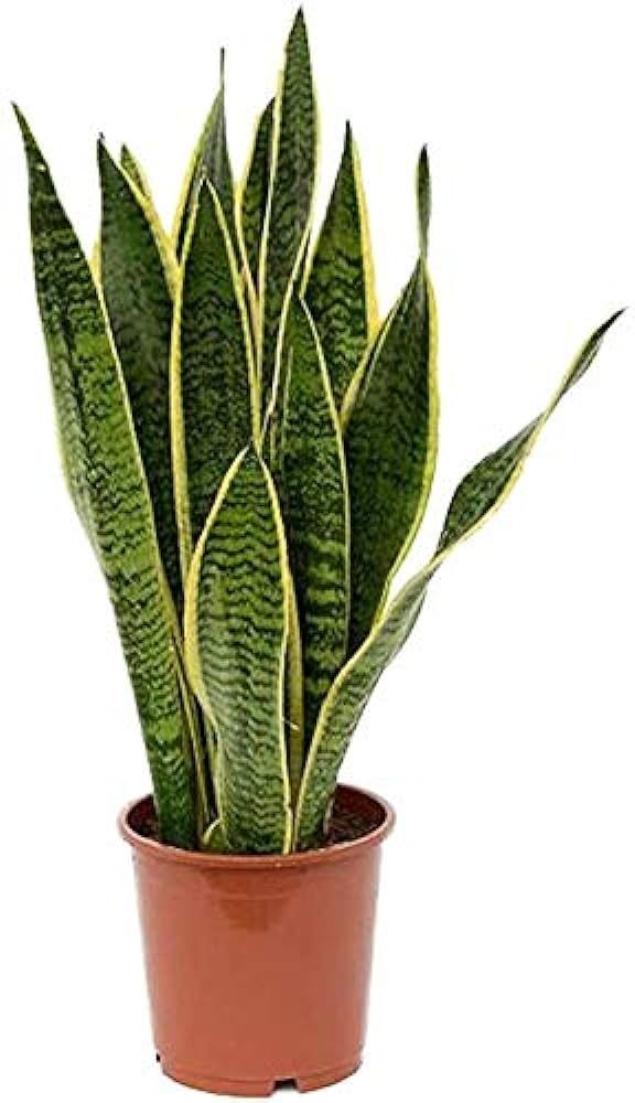 American Plant Exchange Sansevieria Laurentii, Easy Care Air Purifying Live Houseplant, 6" Pot, 1... | Amazon (US)