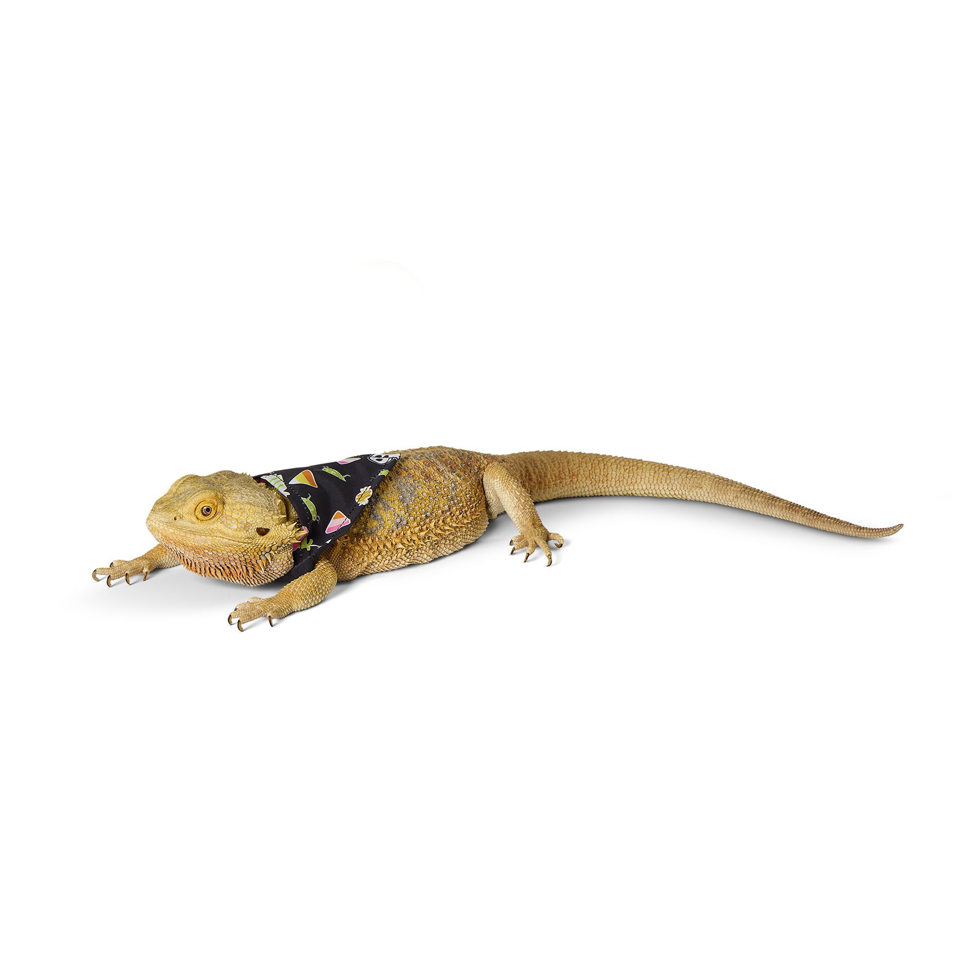 Thrills & Chills® Reptile Halloween Bandanas | PetSmart