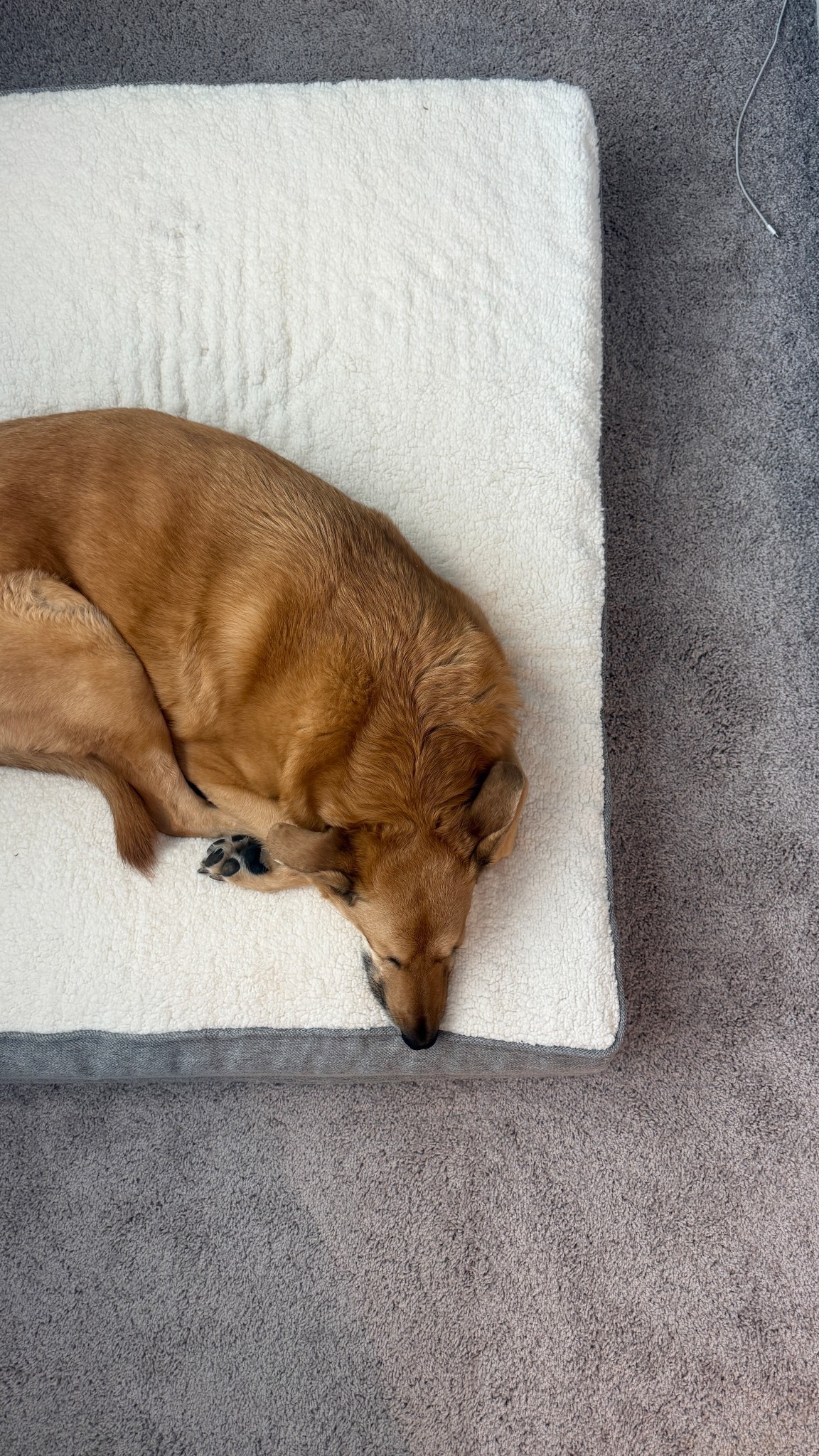 The best tools for keeping a home clean with your fur babies 