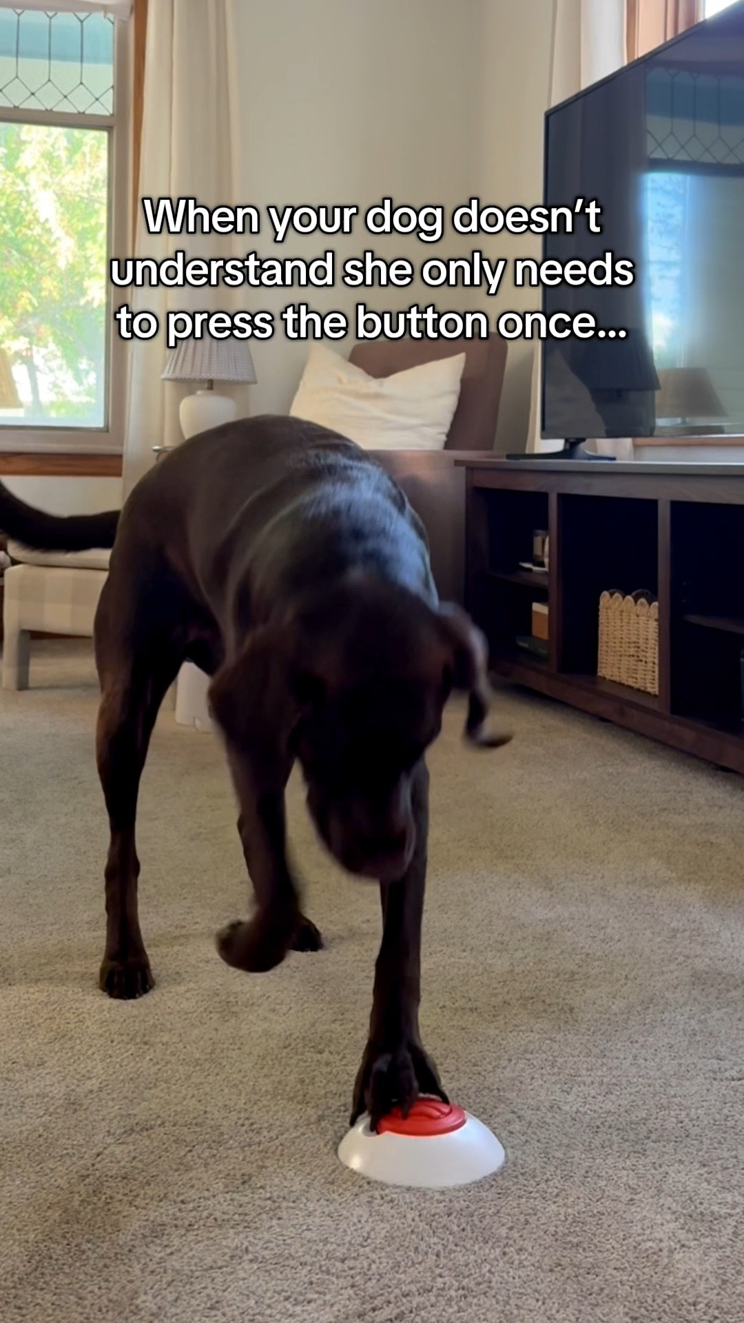 This button puzzle feeder tires our dogs out so much! It is super easy to train them to press the button too! 🤭🐶

#dogtoys #dogpuzzles #dogslowfeeders

#LTKFindsUnder100 #LTKPets