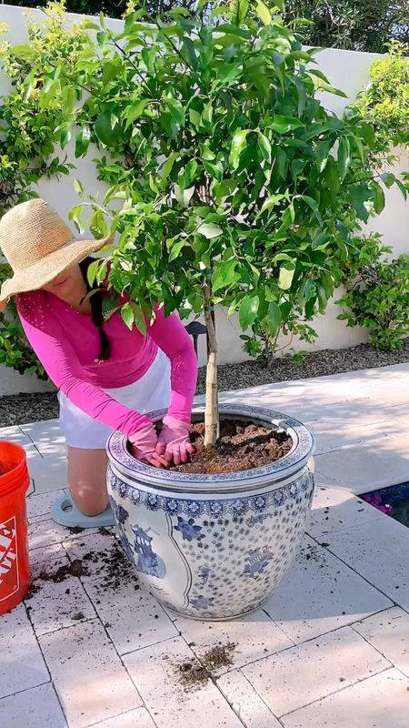 Eeek! So in LOVE with my new Grapefruit Tree and Chinoiserie pot I found at the @Homedepot! #TheHomeDepot #TheHomeDepotPartner #Partner. Their garden center is seriously such a little hidden gem if you’re looking for ways to refresh your yard or patio! Plus they are currently having their Spring Black Friday Sale and offering tons of discounts not only on plants, but also on patio furniture, tools, grills and so much more! 

Linking my Grapefruit tree, pot, and supplies used in my bio and LTK for you to shop! Happy gardening! 

#LTKSeasonal #LTKhome #LTKfamily