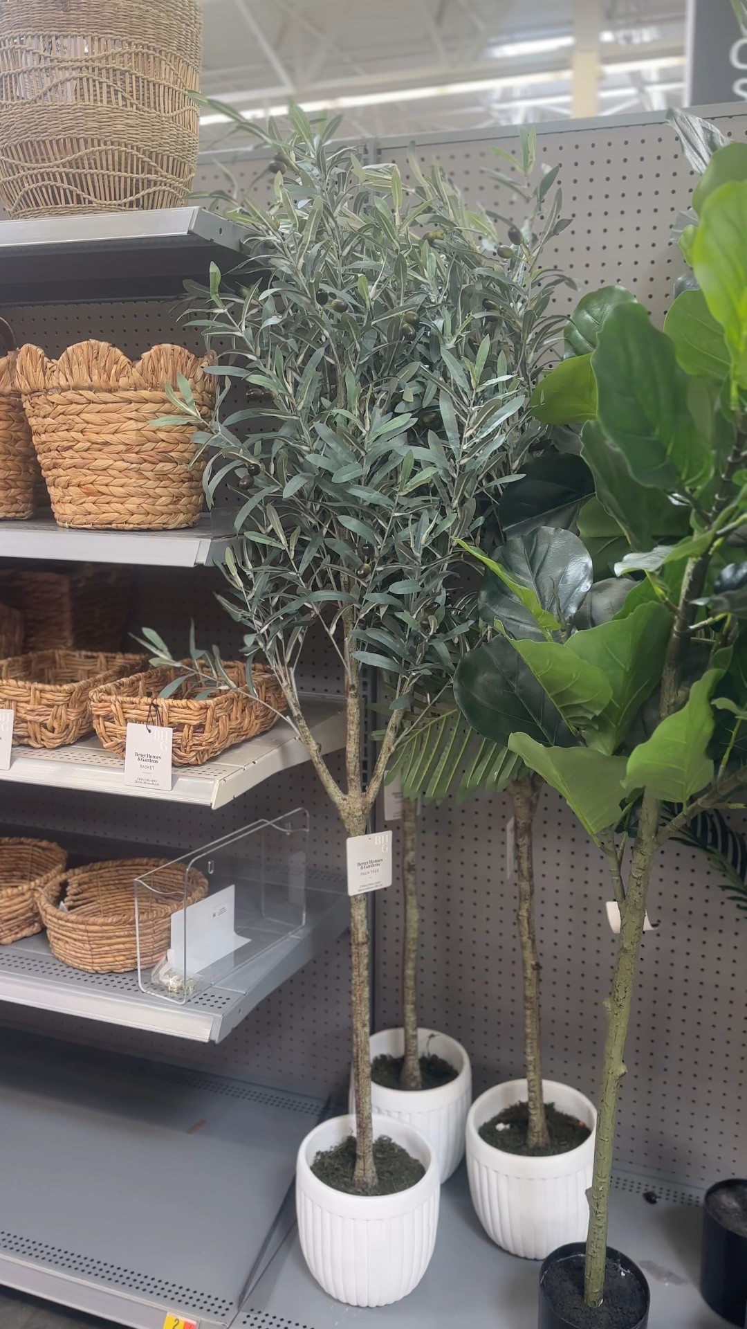 Olive tree under $100