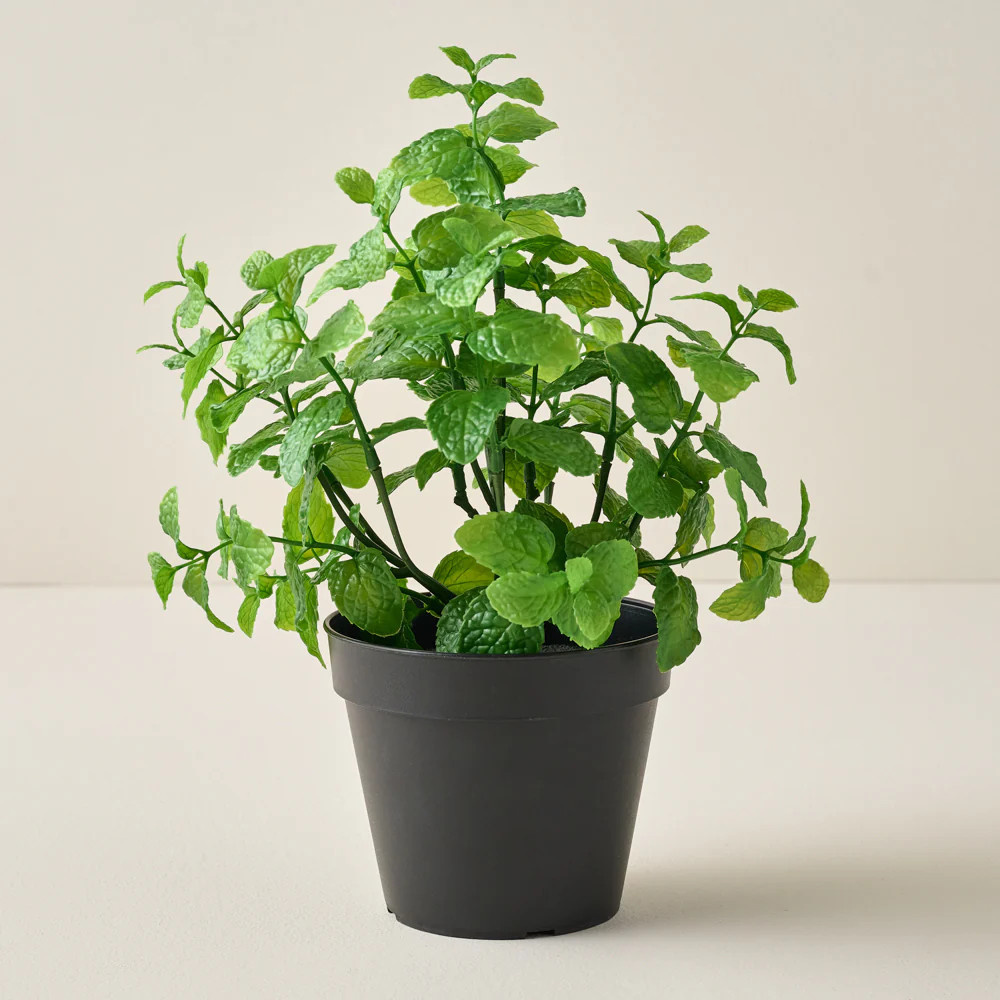 Potted Mint | Magnolia