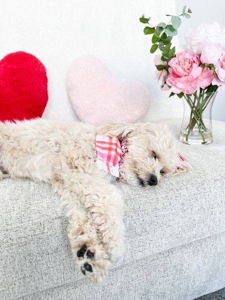 Shop my dog bandana @zigphieandco 

Valentines themed home decor to host the perfect Galentine’s party! ❤️

#ltkdog #ltkpet

#LTKSeasonal #LTKFind #LTKGiftGuide