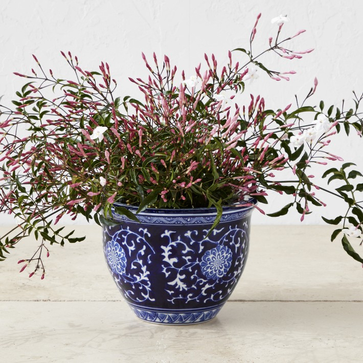 Williams Sonoma | Williams-Sonoma