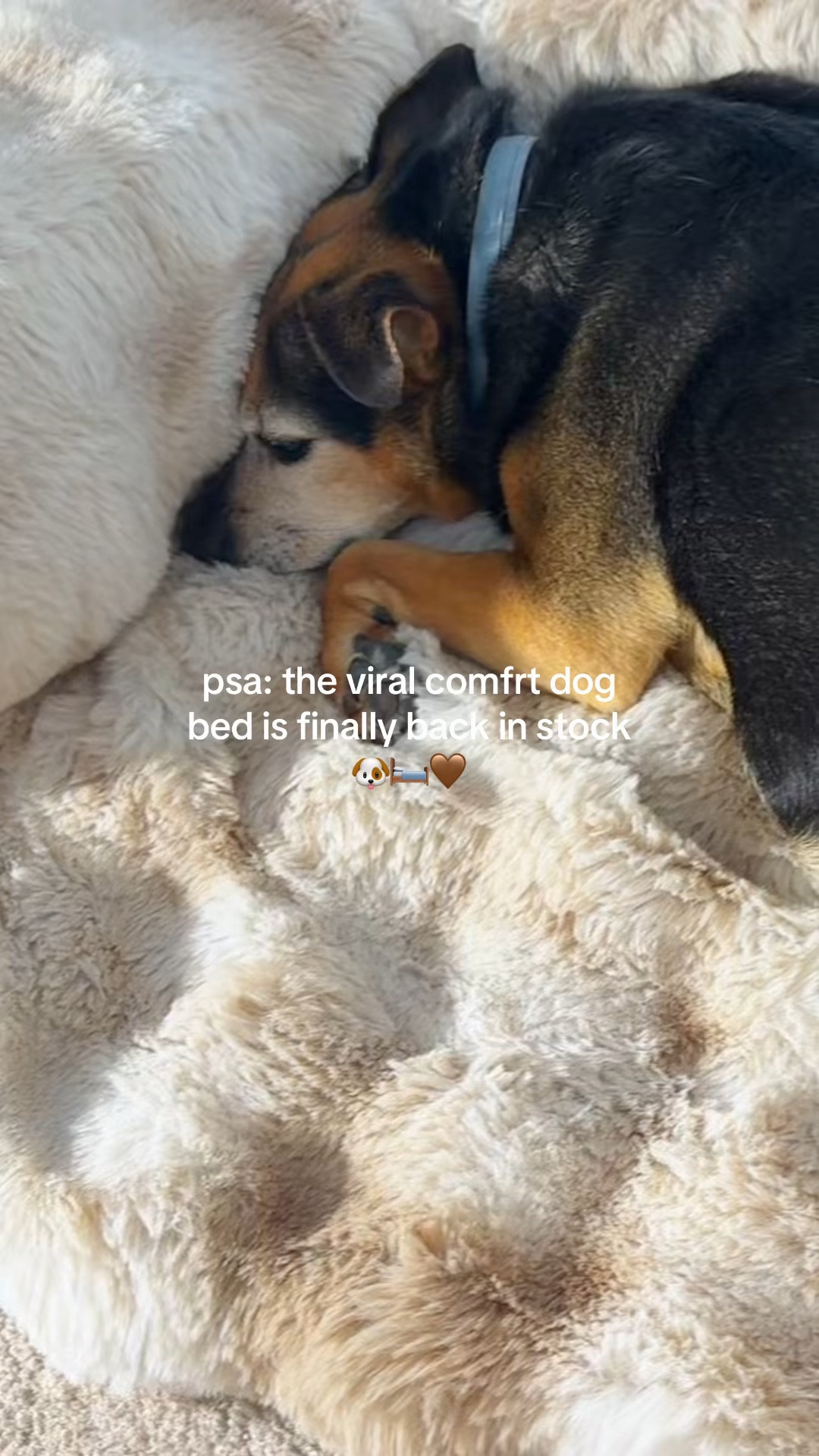 We’ve been waiting months for this Comfrt dog bed to finally come back in stock….the won’t last long!! 

 