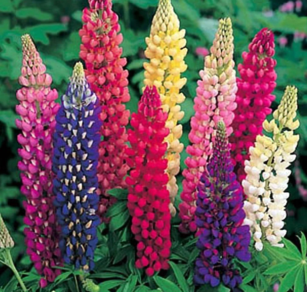 Lupine Russell Strain Mixture Nice Garden Flower by Seed Kingdom Bulk 5 Lb Seeds - Walmart.com | Walmart (US)