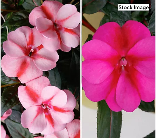 Make Your Selection: Cottage Farms 3-Piece Candy SunPatiens Live Plants | QVC
