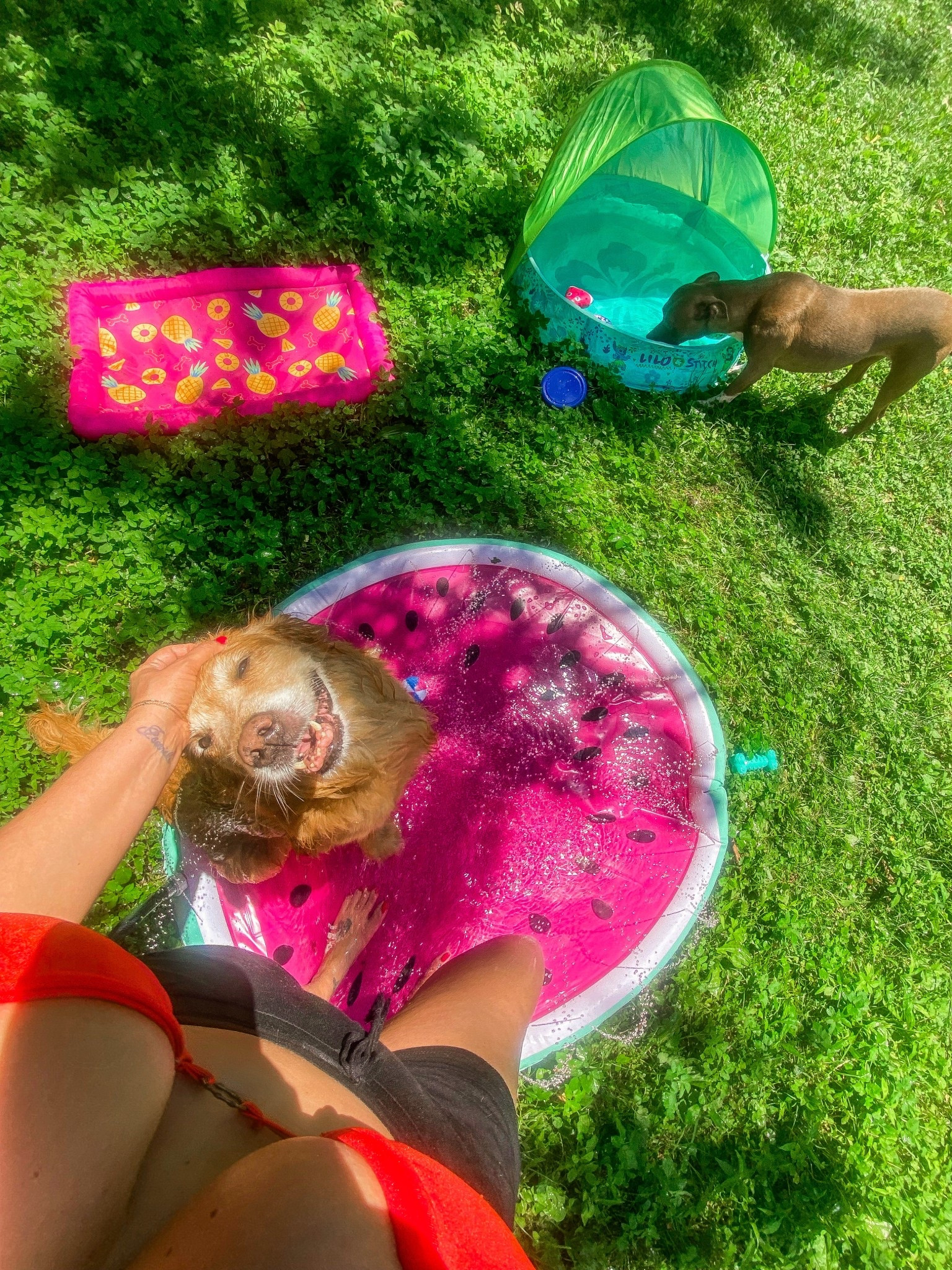 Dogs need water play too! Found the best water toys all on sale. 

#LTKPets #LTKSwim #LTKSaleAlert