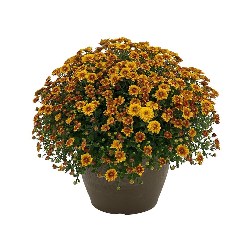 Mum Chrysanthemum Plant Orange Flowers in 11 In. Hanging Basket | The Home Depot