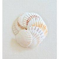 Seashells - 10 Pecten Shells 2""- 3"" Craft Shells White Beach Coastal Weddings | Etsy (US)