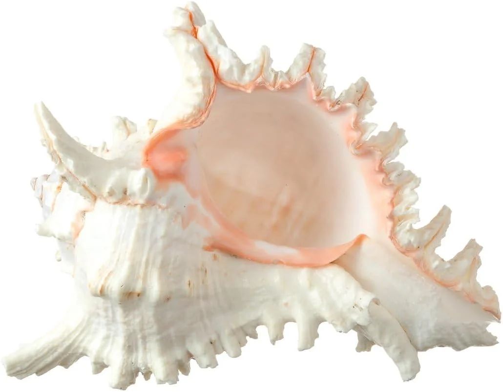 Murex Ramosus Shell | 1 Murex Sea Shell | 6-7" Large | Walmart (US)