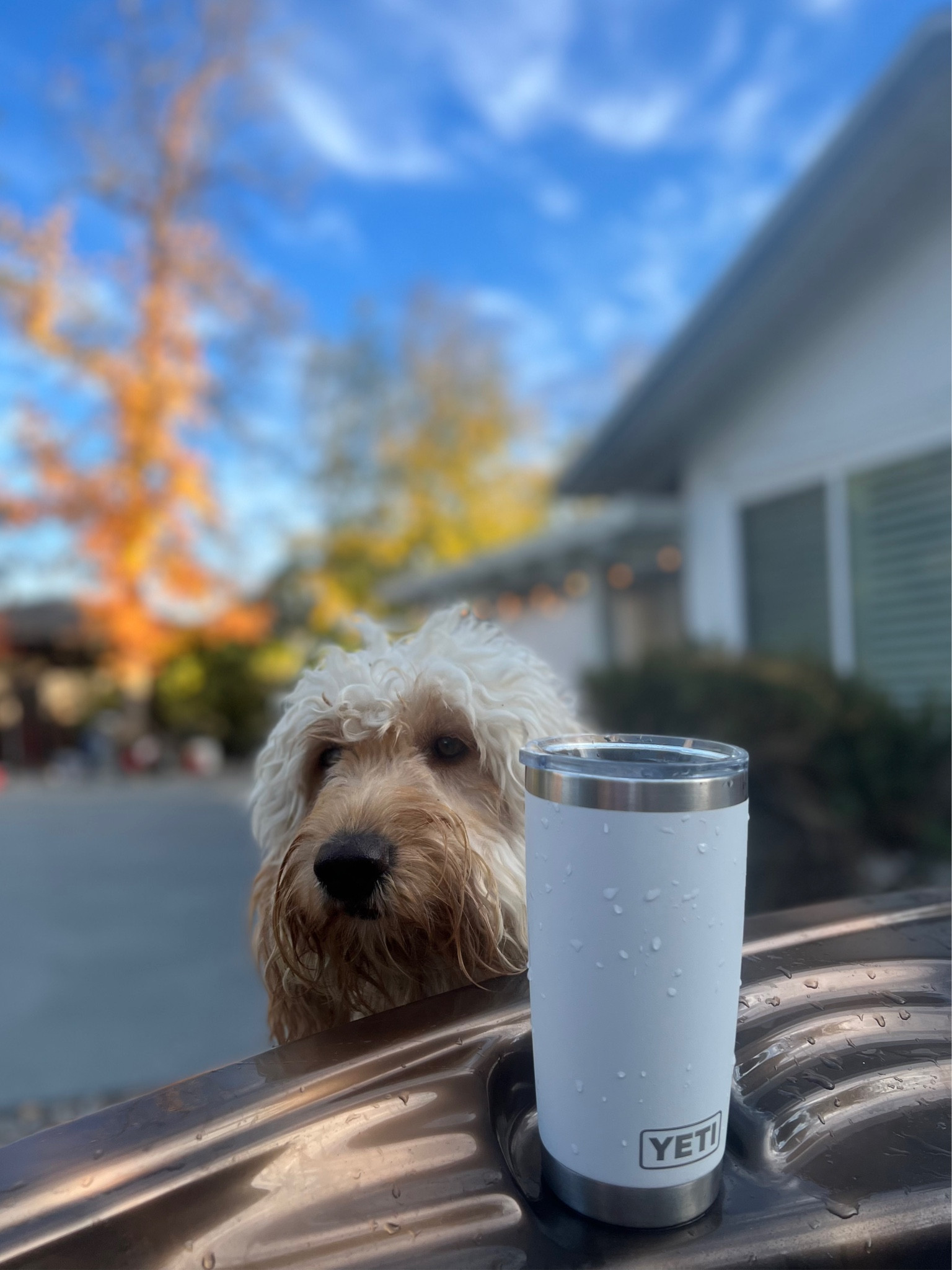 The best stocking stuffer! A YETI for hot or cold drinks! 

#LTKhome #LTKGiftGuide #LTKHoliday