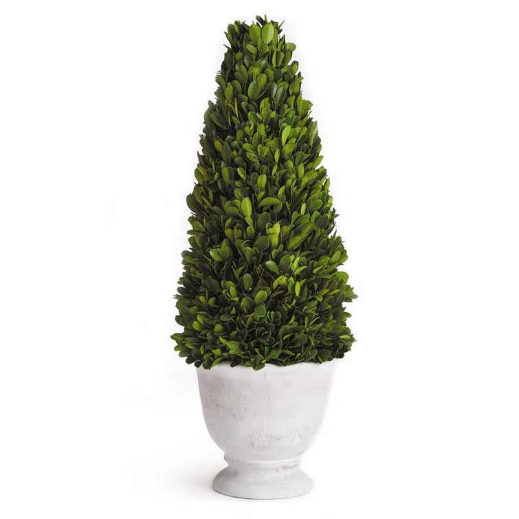 Boxwood Topiary in Ceramic Pot | Wayfair North America