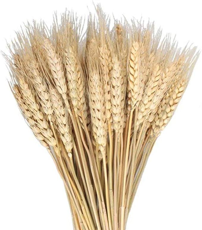 100 Pcs Dried Wheat Sheaves Bundle Golden Natural Wheat Bouquet Bunch Dried Flowers Arrangement f... | Amazon (US)