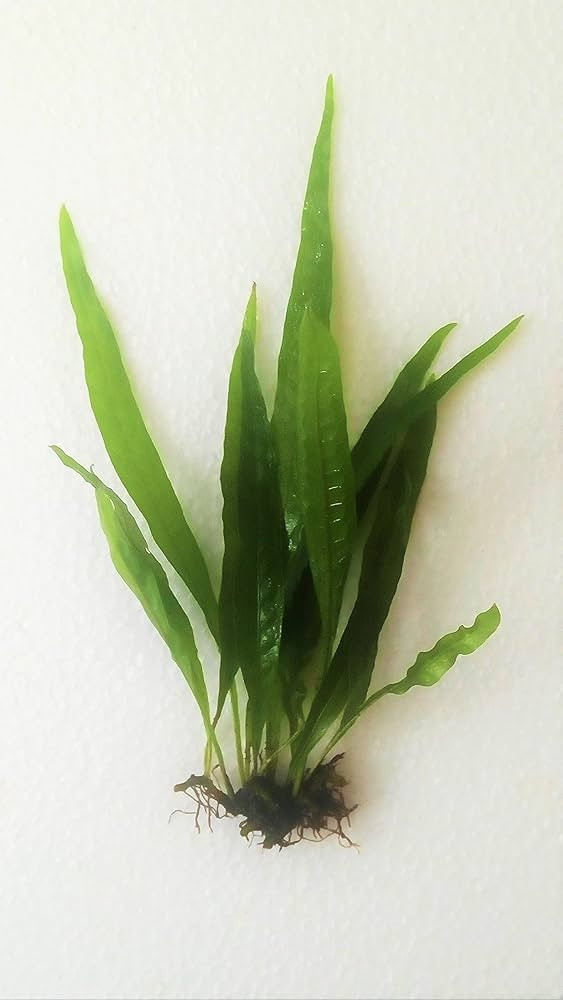 Marcus Fish Tanks - Java Fern Microsorum Pteropus Easy Low Light Live Aquarium Plant - Buy 2 Get ... | Amazon (US)