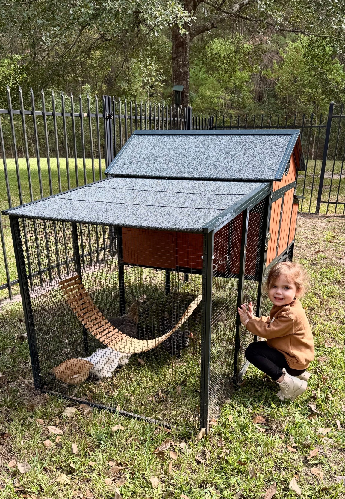 Chicken coop 
Chicken swing 
Toddler girl pants and boots 
Amazon finds


#LTKKids #LTKPets