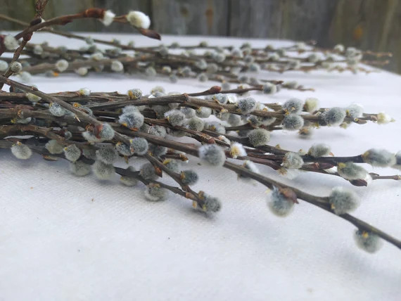 Small Pussy Willow Branches for Crafts and Decor | Etsy | Etsy (US)