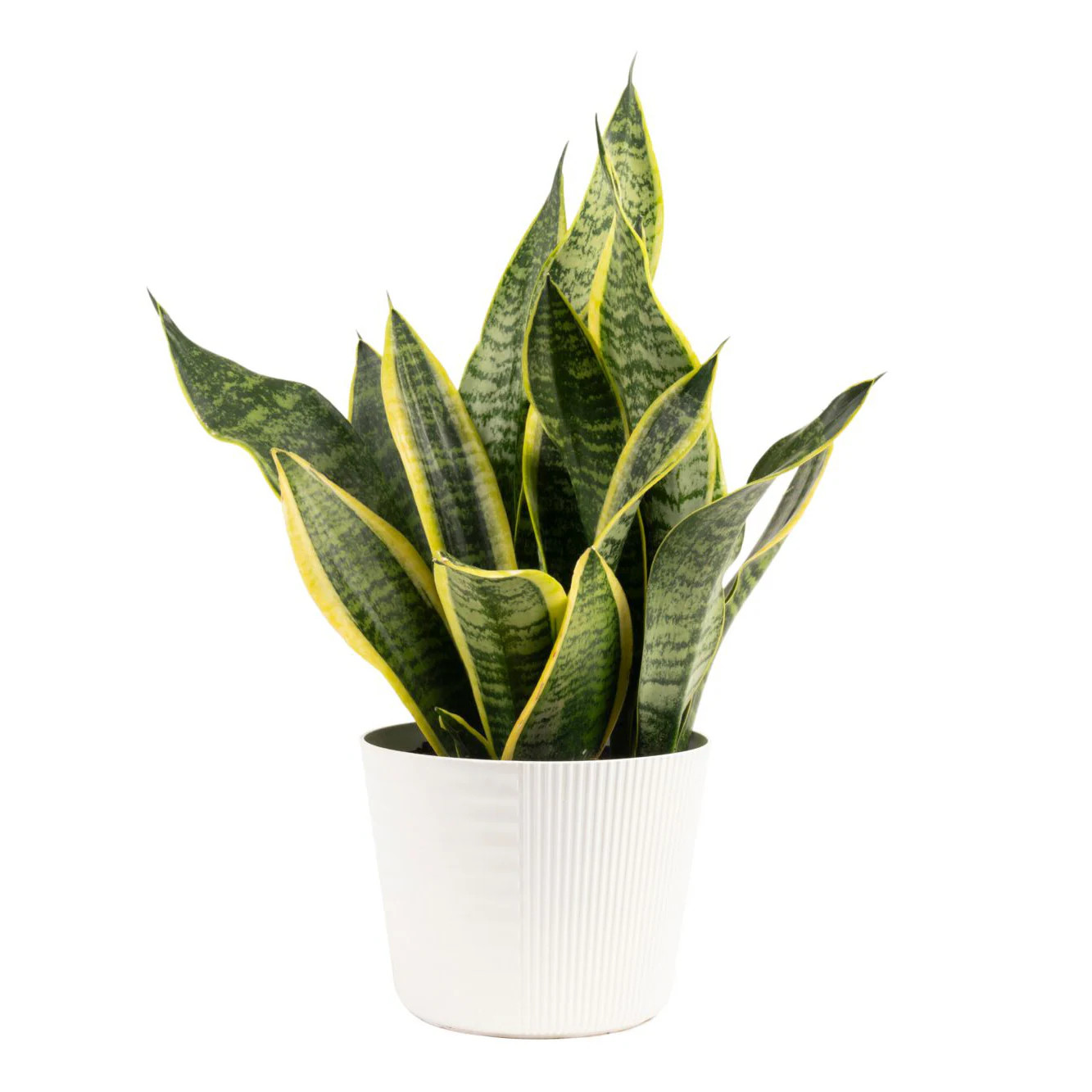 Costa Farms Grower's Choice Sansevieria Snake Plant House plant in 6 Inch(es) Planter 1 -Pack | CO.SFV6.1.GP | Lowe's