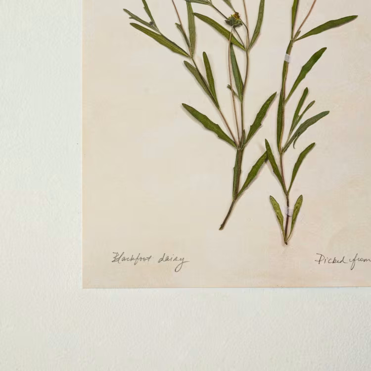 Jo's Hand Pressed Herbarium Prints - Blackfoot Daisy '24 | Magnolia