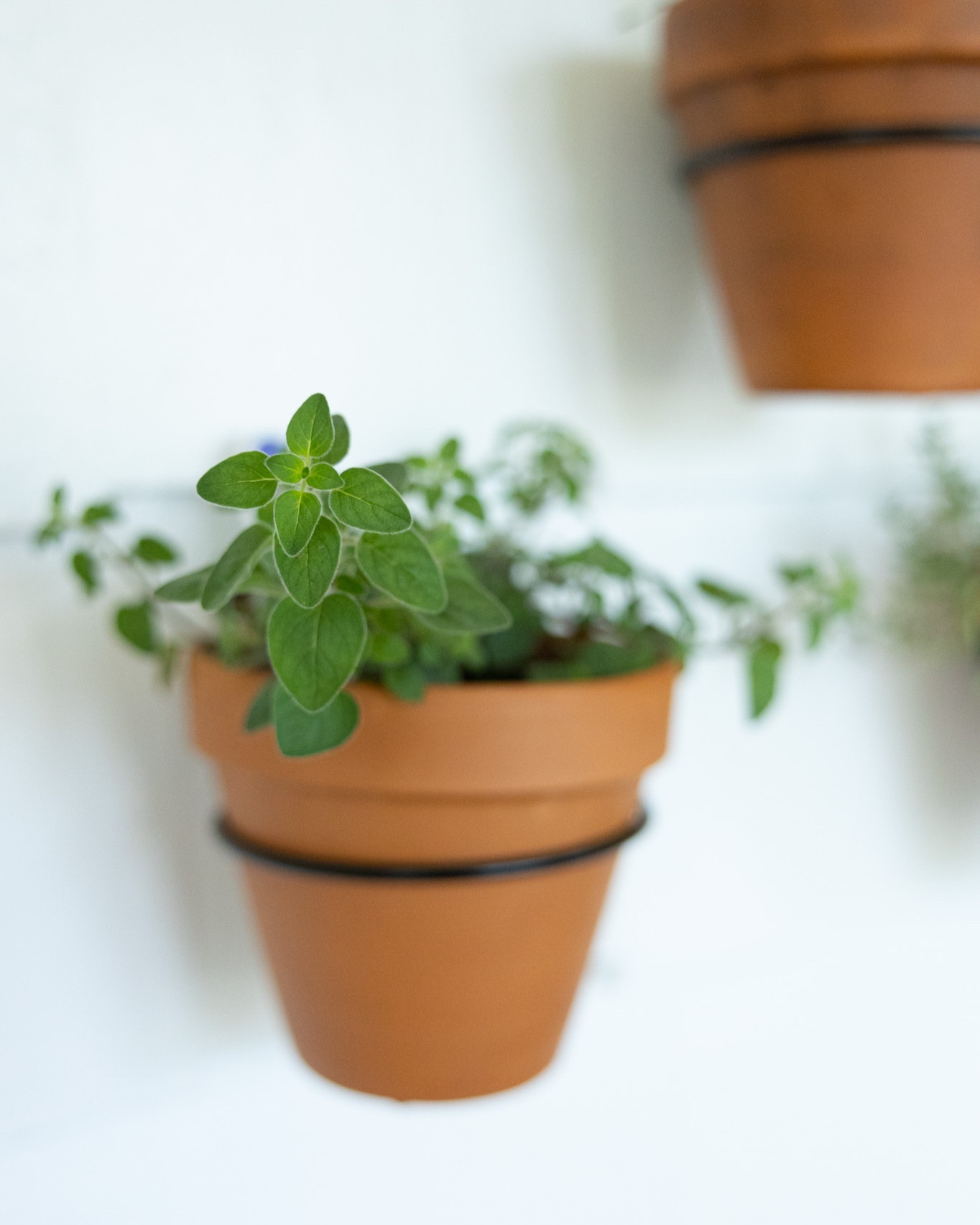 Hanging fresh herb wall decor  in terracotta pots 🪴

#LTKhome #LTKSeasonal #LTKFind