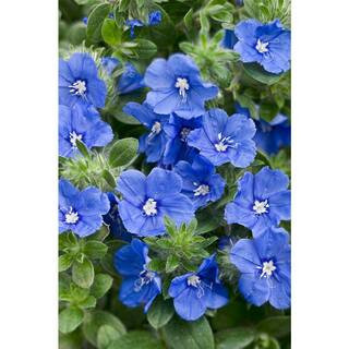 PROVEN WINNERS 4-Pack, 4.25 in. Grande Blue My Mind Dwarf Morning Glory (Evolvulus) Live Plant, B... | The Home Depot
