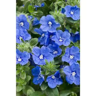 PROVEN WINNERS 4-Pack, 4.25 in. Grande Blue My Mind Dwarf Morning Glory (Evolvulus) Live Plant, B... | The Home Depot