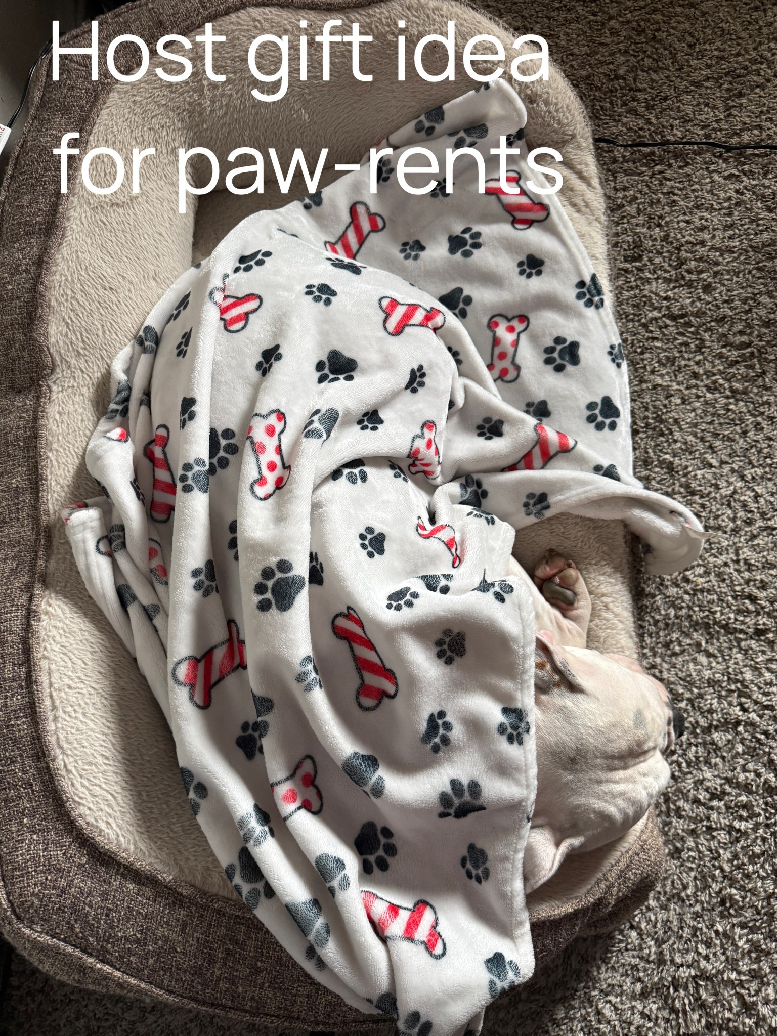 Hostess gift for the pet owners! Love Yuletide blanket for their fur babies 🥳

#LTKSeasonal #LTKGiftGuide #LTKHoliday