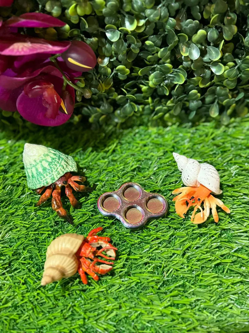 Hermit Crab Oil Dishes/five Choices - Etsy | Etsy (US)