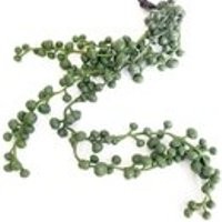 String of Pearls, succulent, artificial succulent, String of Pearls plant, hanging plant, Senecio rowleyanus, faux succulent plant, indoor | Etsy (US)