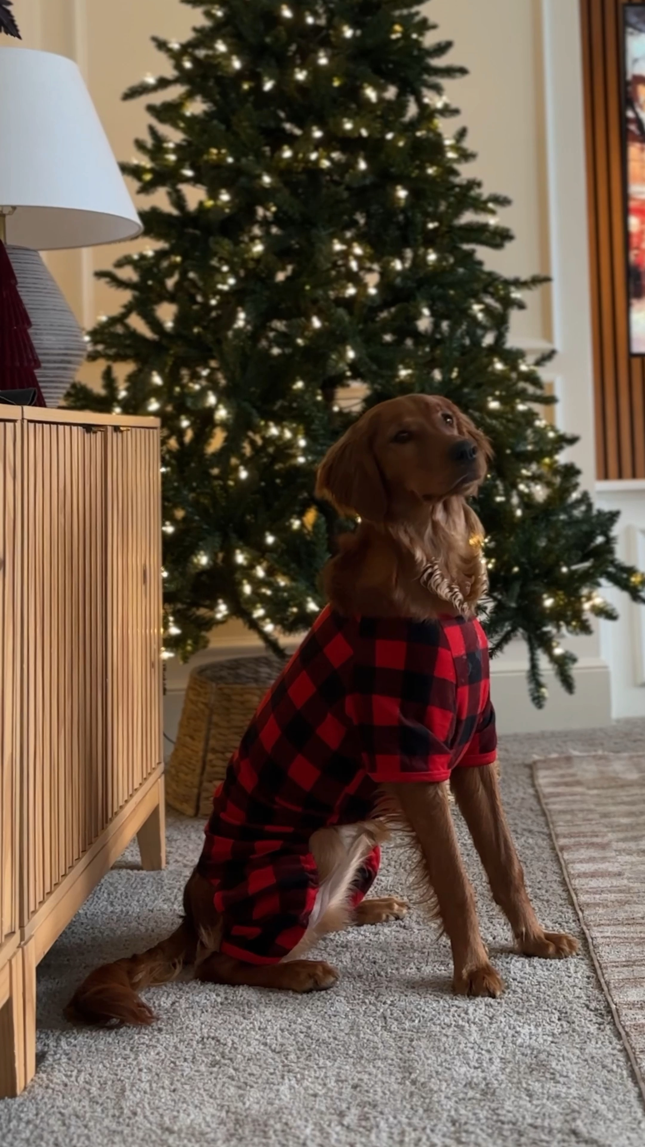 Tis the season! 

I switched my Christmas Tree up this year to the “Classic Evergreen Spruce- pre-lit - 7.5ft” and I couldn’t love it any more than I already do. 

It is quick and easy to assemble. It has everything you need included; 2 sets of gloves, replacement bulbs, base + bag, storage bag for your tree at the end of the season, the tree is pre-lit & fills out beautifully.  

Certainly my fave tree we have ever owned. 👏🏼

You can find them on sale today on Amazon, as well as, 50% over here, https://bit.ly/4gIQ9ds 




#LTKCyberWeek #LTKHome #LTKHoliday
