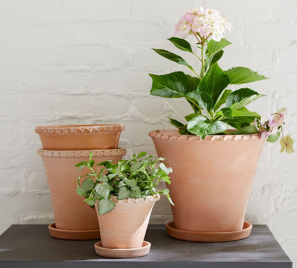 Provence Scalloped Edge Planter - Terra Cotta | Pottery Barn (US)