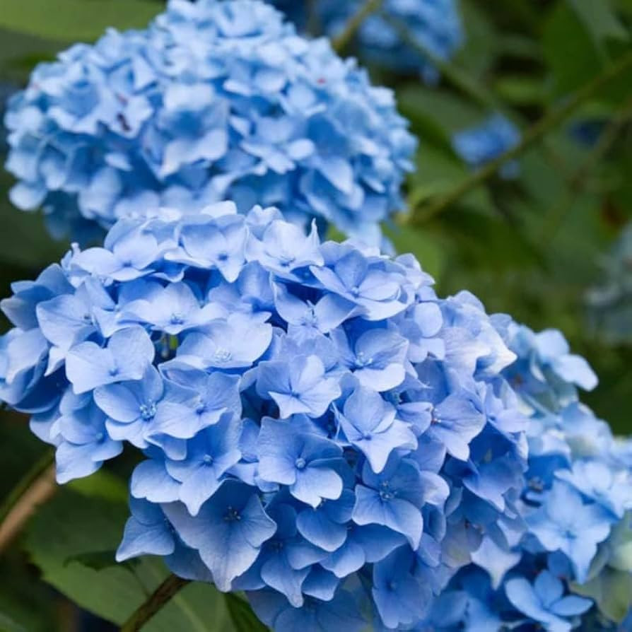 Nikko Blue Hydrangea Shrub - 6-12" Tall Live Plant - 2.5" Pot - Garden Flowering Bush | Amazon (US)