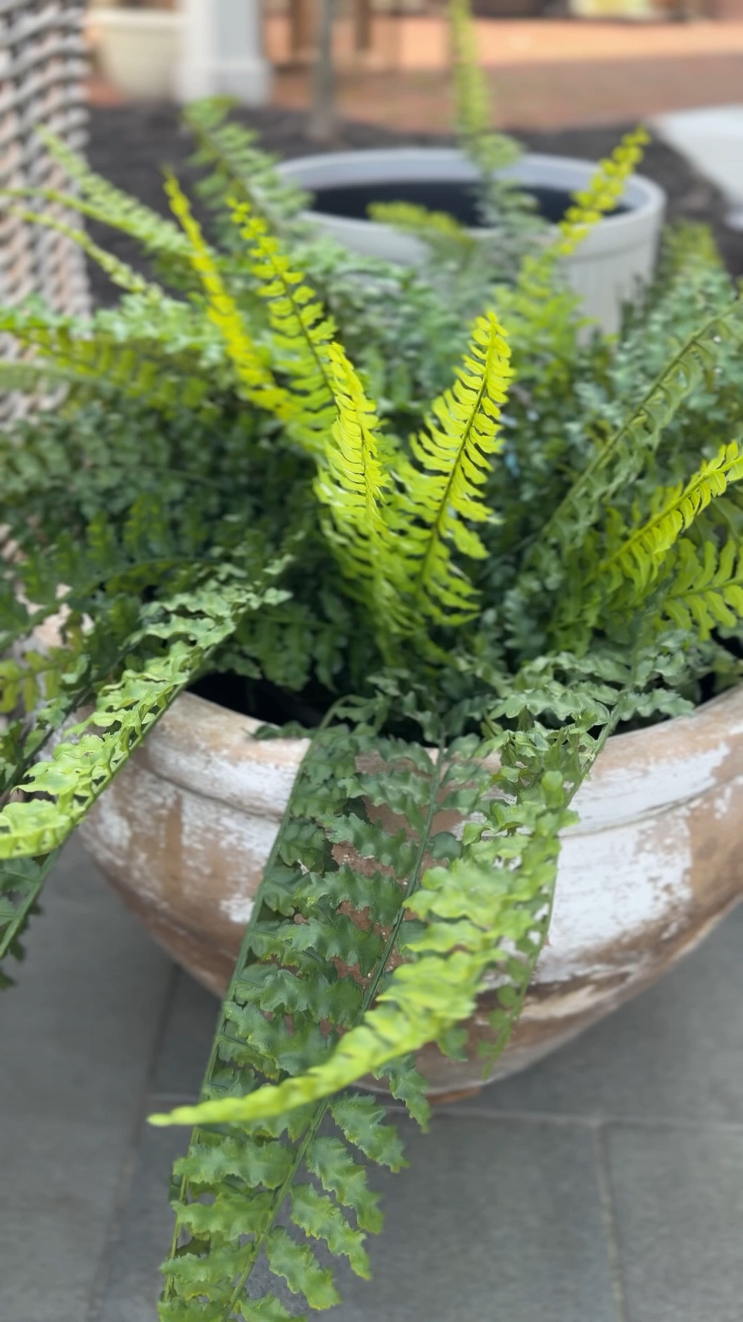 So many beautiful faux ferns from @Wayfair ☀️ They are having their Spring Cyber Week with up to 80% Off and Free Shipping! #wayfairpartner #ad #wayfair

#LTKSeasonal #LTKHome