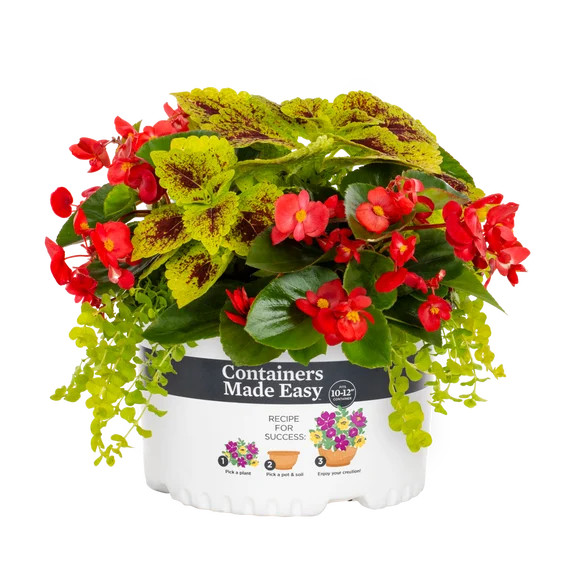 Better Homes & Gardens 1.5gal Multicolor Begonia Coleus Annual Plant Containers Made Easy Sun | Walmart (US)