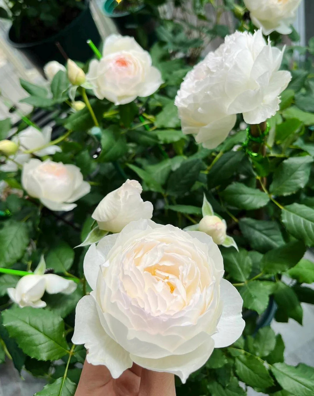 Rose【shizuku｜しずく】-1.5gal Ownroot Liveplant｜心之水滴| Extended Vase Life| Long ... | Etsy (US)