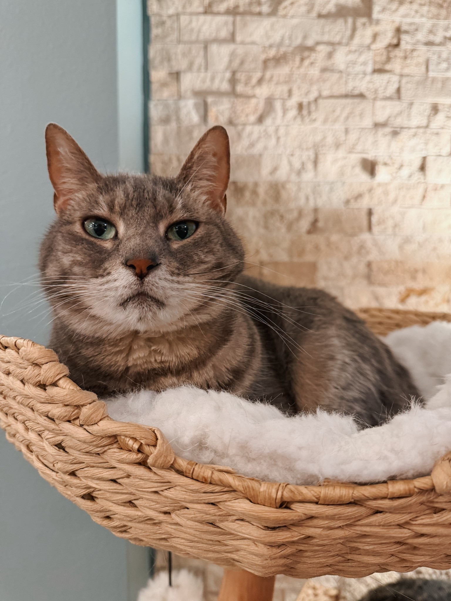 A cat tree that’s actually cute? Yes, please 😻 We’ve had this one for years and it still looks great — sturdy, neutral, and perfect for blending into our living room. The cats spend hours in the top basket every day!

#LTKPets #LTKStyleTip #LTKHome
