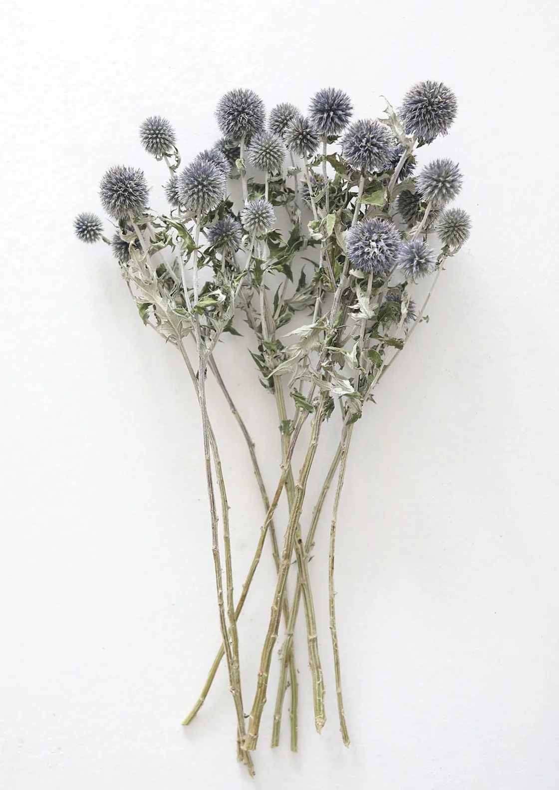 Blue Dried Echinops Globe Thistles - 16-22" | Afloral