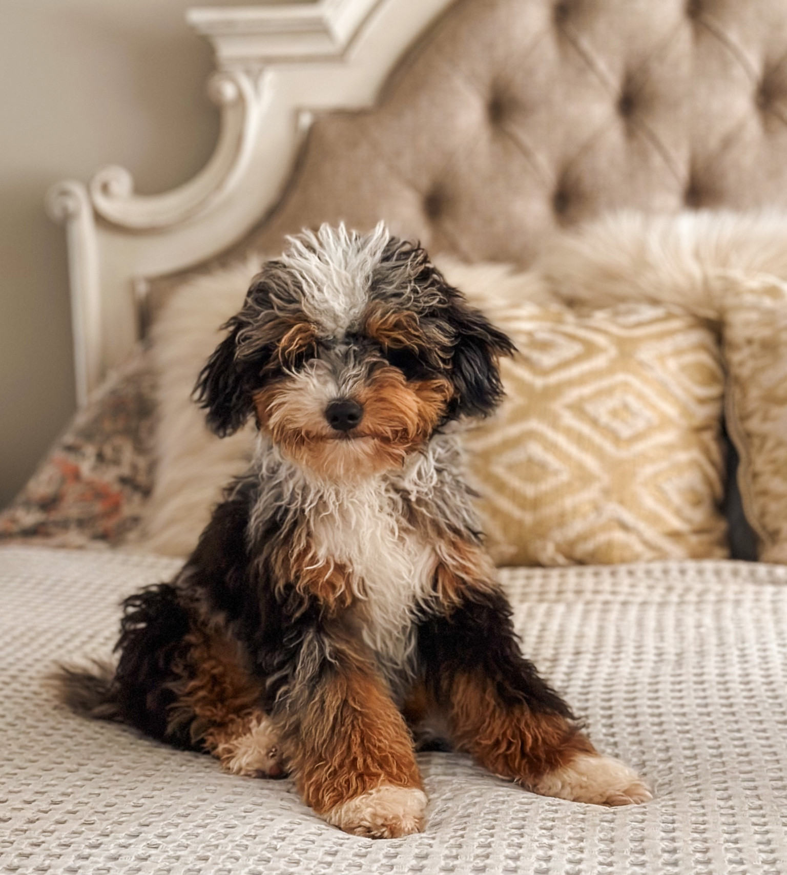 Looking for some must haves for bringing home a new puppy?? I linked all of my must haves for a doodle family of 5🐶

#newpuppy #puppy #puppymusthaves
#minibernedoodle #ltkpet #ltkdog

#LTKfamily #LTKGiftGuide #LTKhome