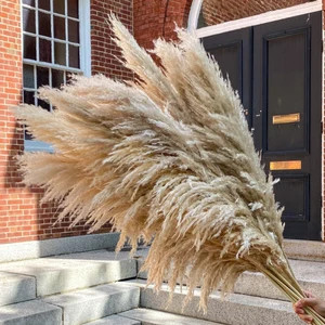 5 Large 4ft Tall Fluffy Natural Dried Pampas Grass Trending | Etsy | Etsy (US)